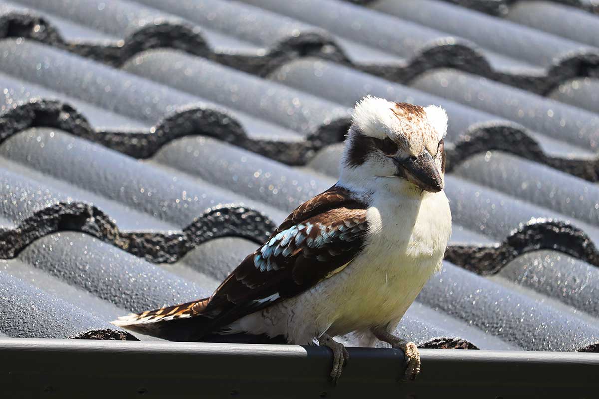 Roof gutter